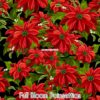 Full Bloom Poinsettia Cotton Lycra