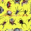 Spider Collection Cotton Lycra