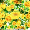 Sunny Yellow Roses Cotton Lycra