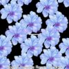 Violet & Periwinkle Flowers On Black Cotton Lycra