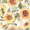 Watercolor Sunflowers on White Cotton Lycra