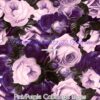 Pink/Purple Cabbage Roses Cotton Lycra